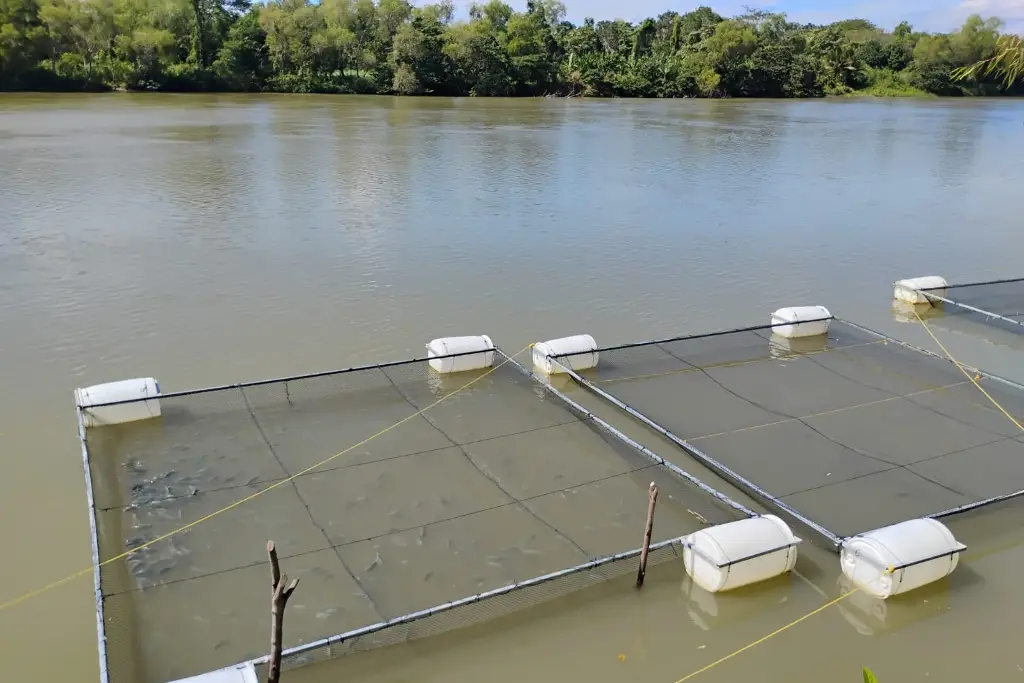 Pescando Vida en Tabasco: Impulso a la Producción Pesquera Superará los 3 Mil Peces en Junio